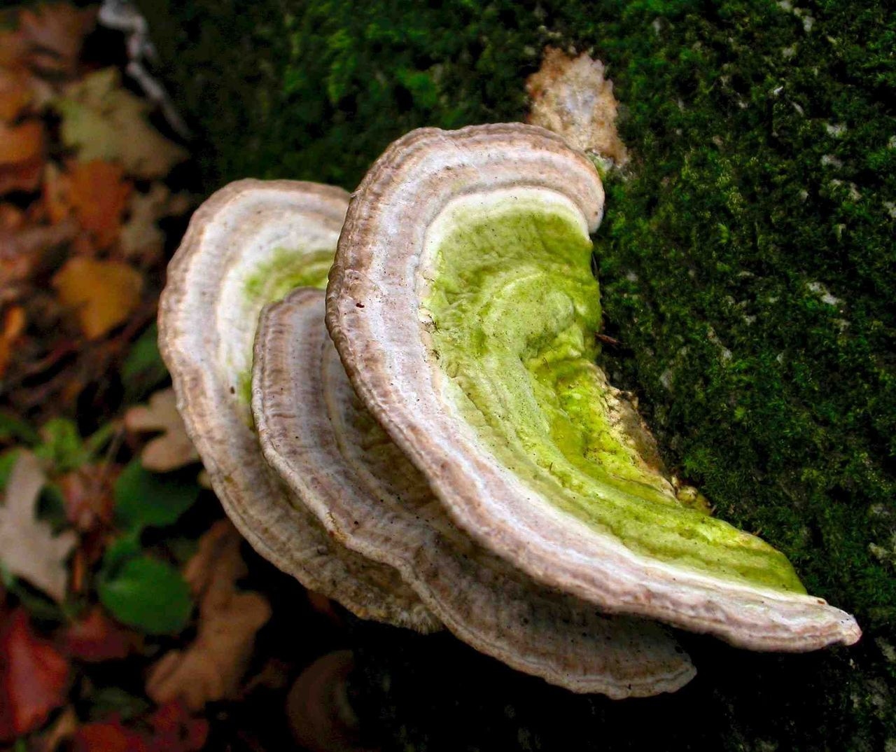 Trametes Gibbosa Mushroom