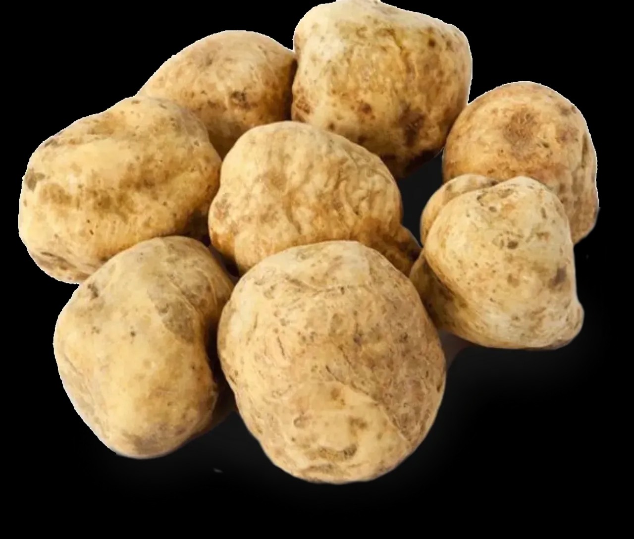 Tuber Magnatum Truffle Mushroom