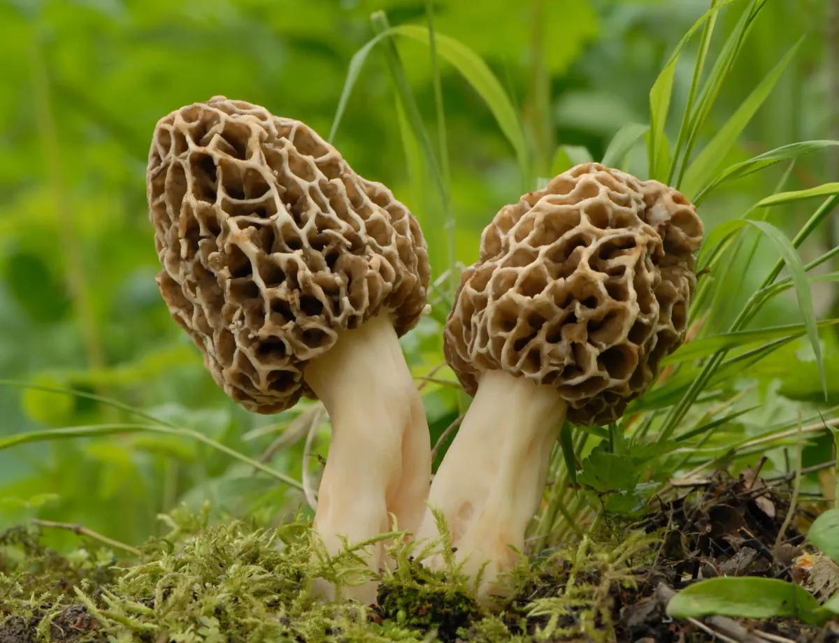 Yellow Morel