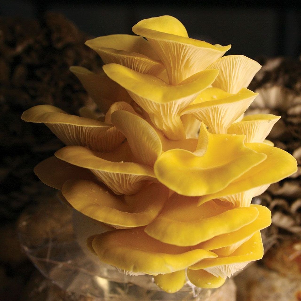 Pleurotus Citrinopileatus Mushroom