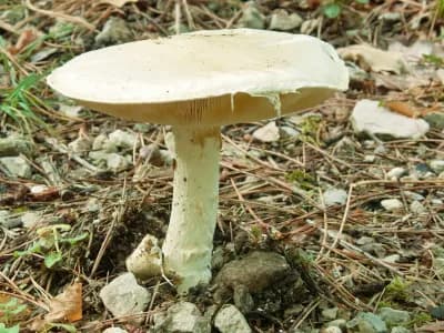 Agaricus Campestris