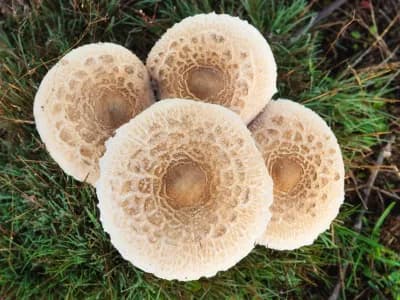 Agaricus Campestris