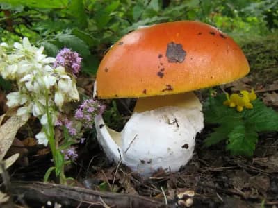 Amanita Caesarea 