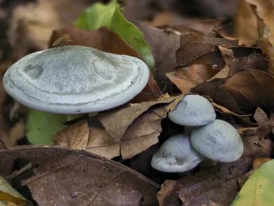 Aniseed Funnel