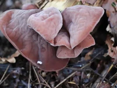 Auricularia Polytricha