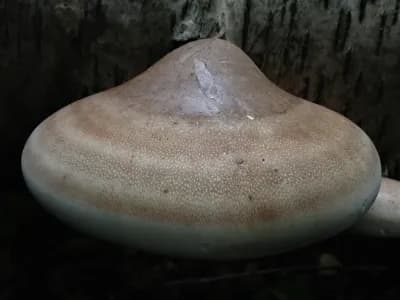 Birch Polypore