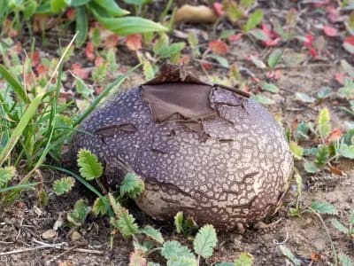 Calvatia cyathiformis