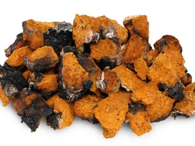 Chaga