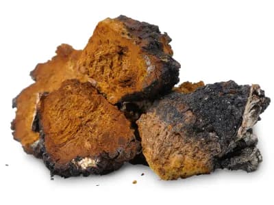 Chaga