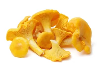 Chanterelle