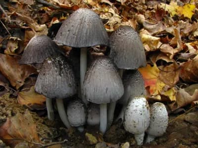 Coprinopsis Atramentaria