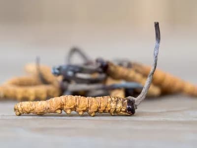 Cordyceps