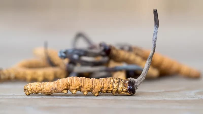 Cordyceps