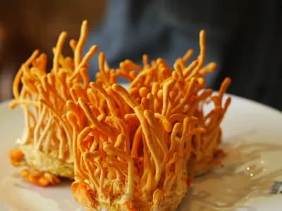 Cordyceps