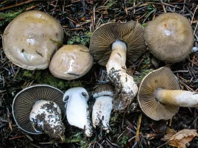 Cortinarius Infractus