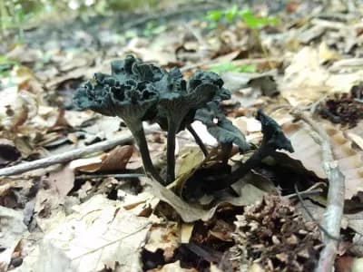 Craterellus Cinereus