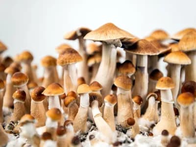 Cubensis