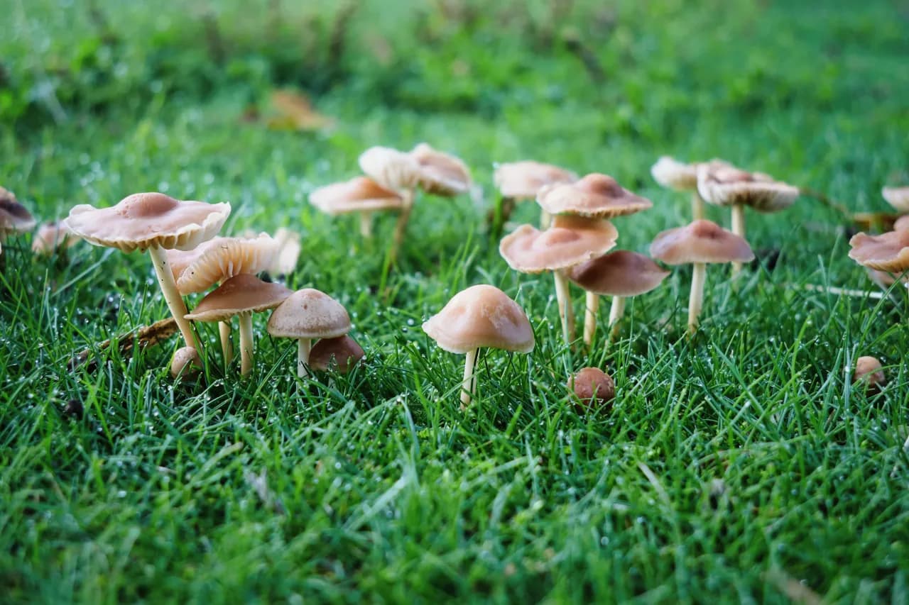 Fairy Ring