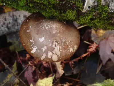 Fomitopsis Betulina