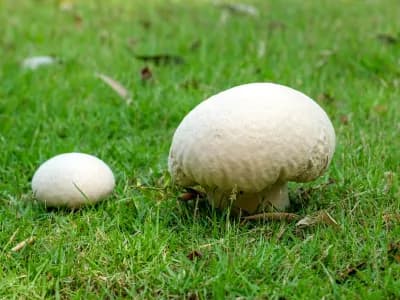 Giant Puffball