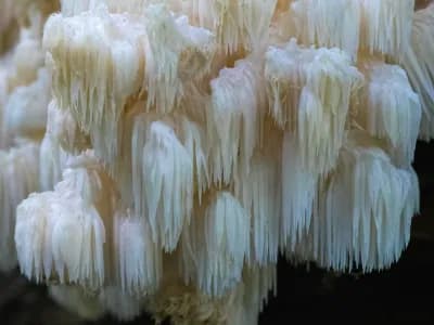 Hericium Americanum