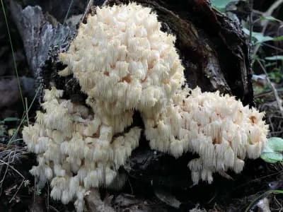 Hericium Coralloides