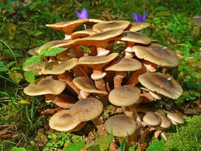 Honey Fungus