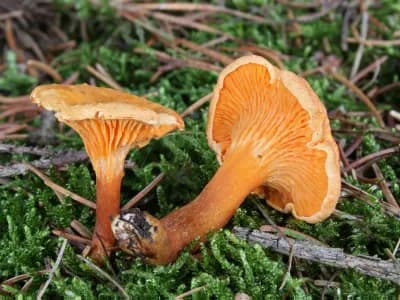 Hygrophoropsis aurantiaca