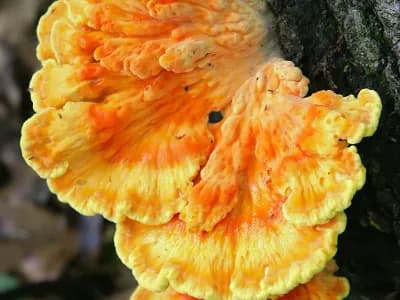 Laetiporus Conifericola