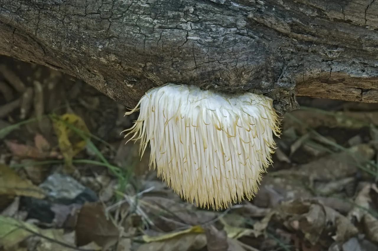 Lions Mane