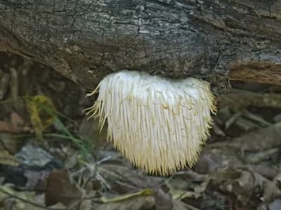 Lions Mane