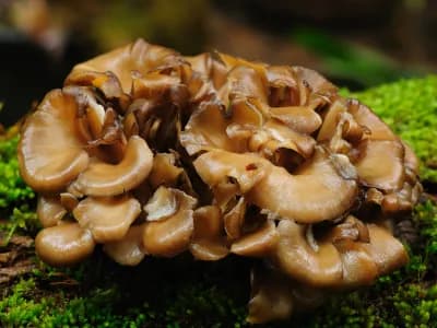 Maitake