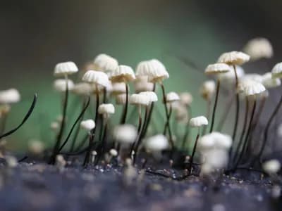 Marasmius Rotula