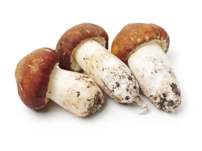 Matsutake