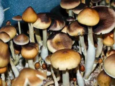 Mexicana Cubensis