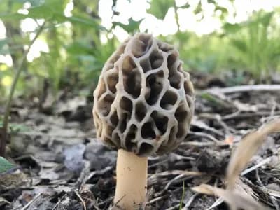 Morchella Esculenta