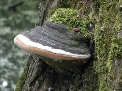 Phellinus Igniarius