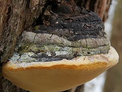 Phellinus Linteus