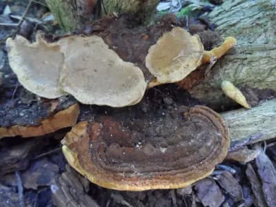 Phellinus Ribis