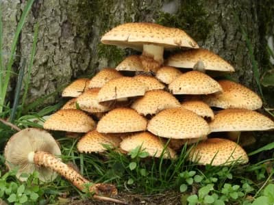 Pholiota Squarrosa