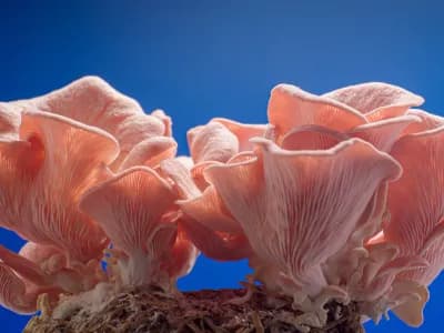 Pink Oyster