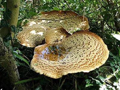 Polyporus squamosus