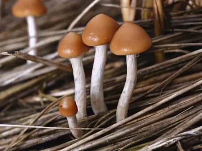 Psilocybe Azurescens