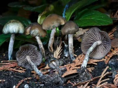 Psilocybe Baeocystis