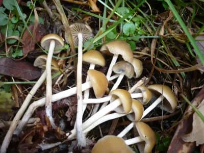 Psilocybe Bohemica