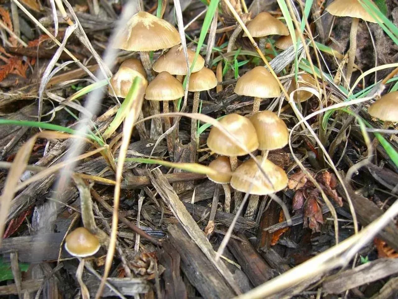 Psilocybe Cyanofibrillosa