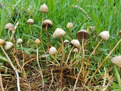 Psilocybe Mexicana