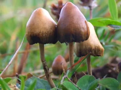 Psilocybe Semilanceata