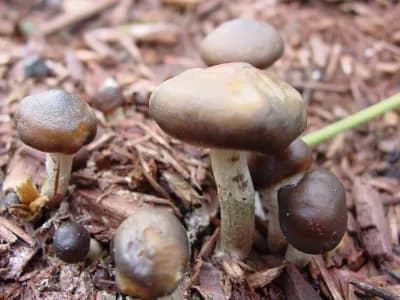 Psilocybe Subaeruginascens