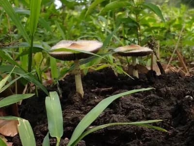 Psilocybe Subcubensis Mushroom